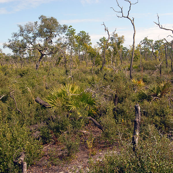 Sebring Scrub Conservation Bank Exum Associates, Inc.