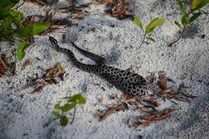Pygmy-Rattlesnake-on-SSF