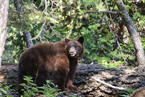 Black-bear-on-the-Tokopah-Valley-Trail,-Sequoia-Natl-Park