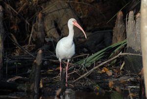 white-ibis-Little-Wekiva-River