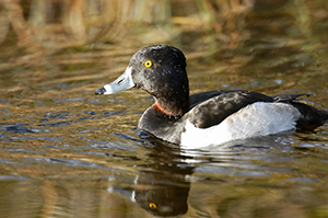 Ring-necked-duck