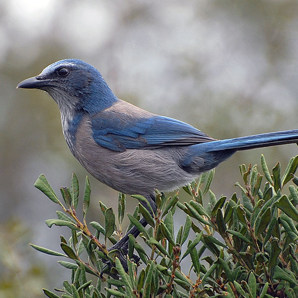 Florida Scrub Jay