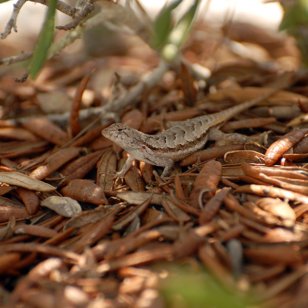 Florida Scrub Lizard