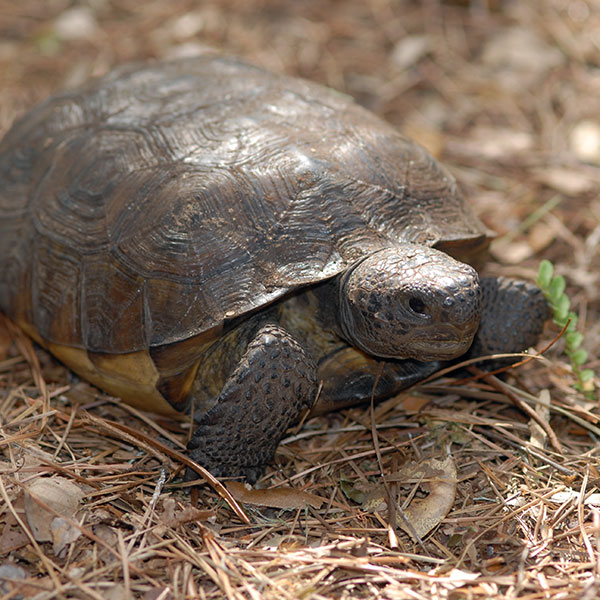 Gopher Tortoise