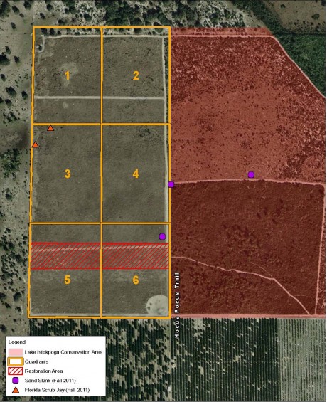 Sand Skink Monitoring Protocol