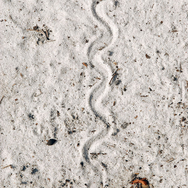 Sand Skink Trail