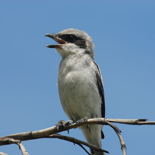 loggerhead shrike on ag lands in Osceola County