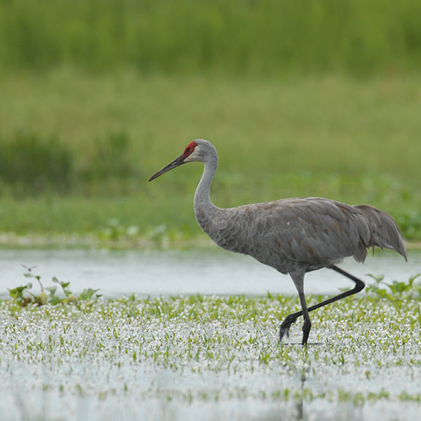 sandhill crane on natural lands in Osceola County