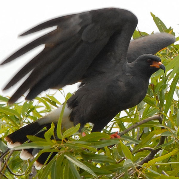 snail kite on natural lands in Osceola County